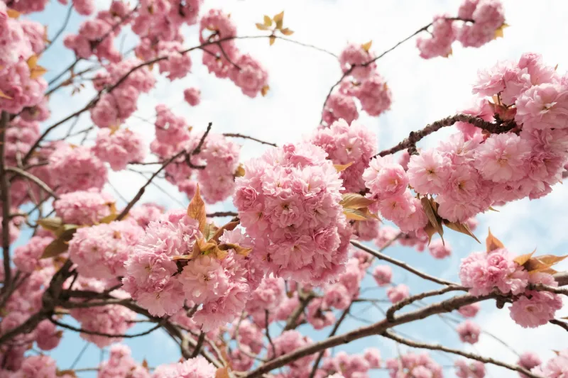 桜餅の葉からナズナまで：アニメの台所に咲く「食べられる花」で推しを味わう